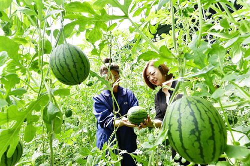 西集鎮(zhèn)9種農產品獲綠色食品認證