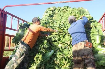 復(fù)播蔬菜種植敲開“致富門 成為職工增收新亮點(diǎn)