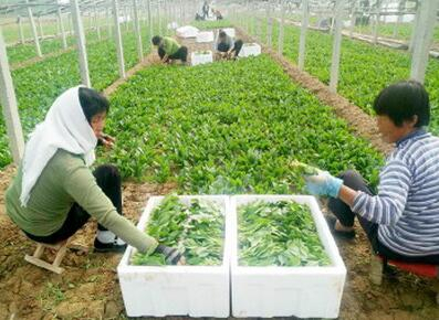 高青縣黑里寨鎮(zhèn)菠菜種植豐產又暢銷_區(qū)縣新聞_淄博大眾網