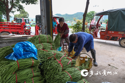 產(chǎn)值1200萬元!獨山基長鎮(zhèn)豇豆搶“鮮”上市