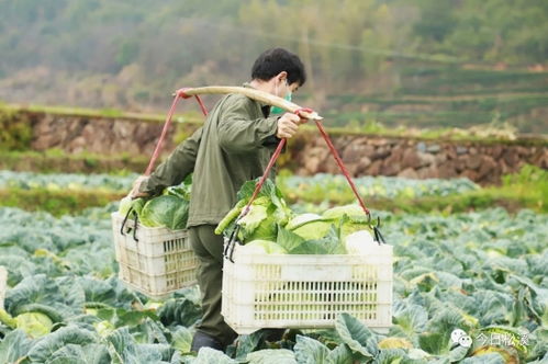 松溪縣舊縣鄉(xiāng) 企業(yè)收購(gòu)蔬菜 滯銷 變 直銷